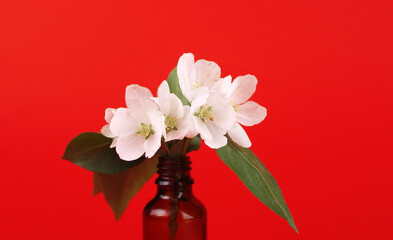 White spring apple tree flowers on red background
