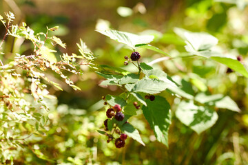 nature, season, autumn and botany concept - blackberry bush with berries in summer garden