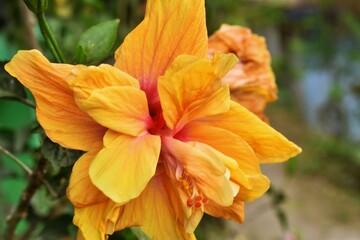 Fototapeta premium orange with yellow flower in the garden