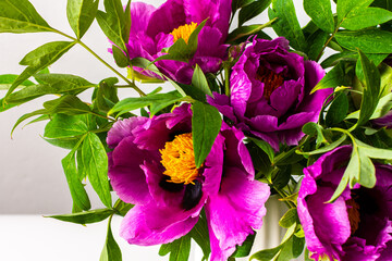 Paeonia suffruticosa close up, part of a home interior, house decoration with flowers Japanese Tree Peony, cozy spring May background
