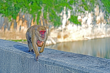 The monkey on the cement block