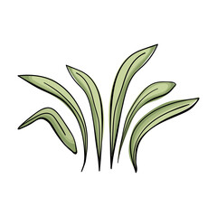 Set with green eucalyptus leaves in hand drawn style. Graphic Print for Product Packaging related to Perfumery, Cosmetics, Herbal Medicine, Aromatherapy Essential Oils. Isolated on white background.