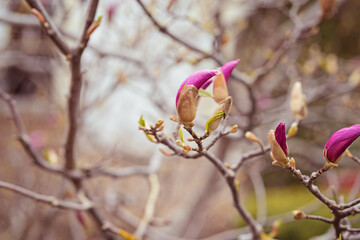 Macro of purple magnolia bud in botanical garden
