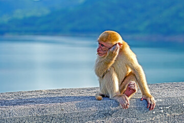 The monkey on the cement block - Powered by Adobe