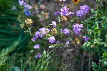 gardening, botany and flora concept - beautiful flowers in summer garden