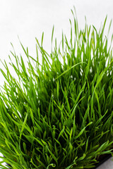 Vegetable greens of wheat, useful microgreen close-up , organic animal food