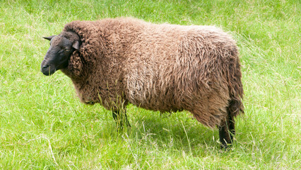 Oveja cargada de lana marrón pastando en pradera de hierba verde