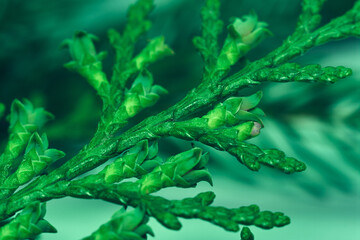 A fresh green thuja branch is shot close-up, the structure of this evergreen tree is clearly visible, a simple composition of a small branch of an ornamental tree