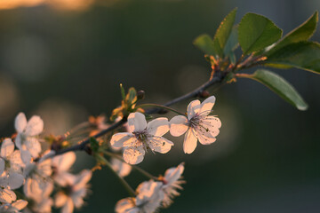 Cherry blossoms, delicate petals of cherry blossoms are illuminated by the spring setting sun, beautiful natural color, spring mood
