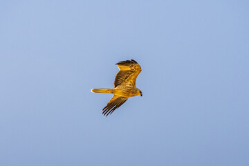 Whistling Kite flying over the Murray River in South Australia