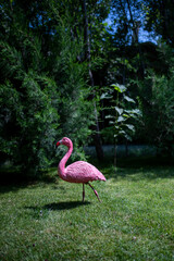 Pink flamingo in green park