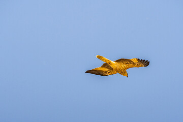 Whistling Kite flying over the Murray River in South Australia
