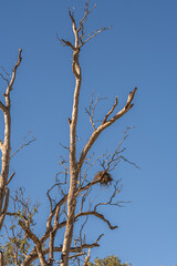 Whistling Kite nest over the Murray River in South Australia
