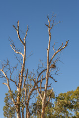 Whistling Kite nest over the Murray River in South Australia