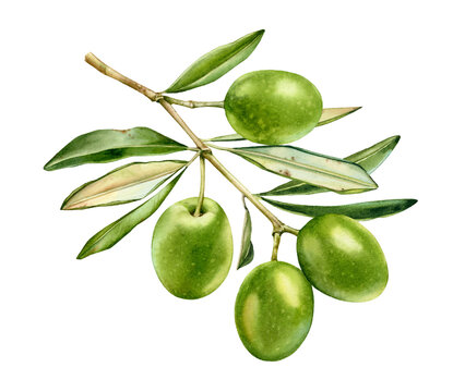 Watercolor olive branch. Ripe green fruits with leaves. Realistic botanical painting with fresh olives. Hand drawn isolated food design element