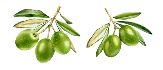 Watercolor olive branches collection. Ripe green fruits with leaves. Set of two design elements. Realistic botanical painting with fresh olives. Hand drawn olive tree