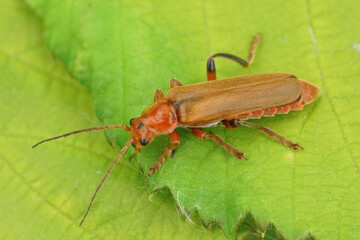 Detailed closeup on a light brown solider beetle, Cantharis livida sitting on a green leaf