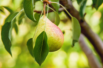 Fresh juicy pears on pear tree branch. Organic pears in natural environment. Crop of pears in summer garden