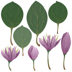 A set of pink lotuses with green leaves, a bud, hand-painted isolated on white background, for making stylish compositions. Water lilies floral elements for spring and summer design. 