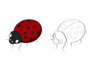 lovely ladybug for the coloring book