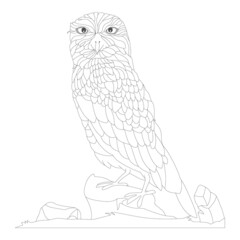 hand-drawn owl for coloring book