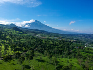 Obraz premium Aerial view of green tea plantation with mountain on background. Perfect for nature background.