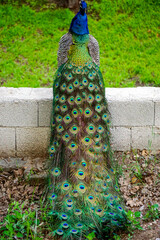 Obraz premium Peacock bird with vibrant colored tail