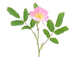 Pink flower of wild dog rose isolated on white