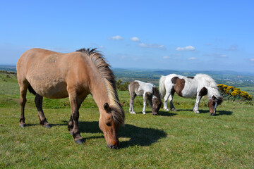 Dartmoor ponies roam free on Whitchurch Common in Dartmoor National Park, Devon, UK