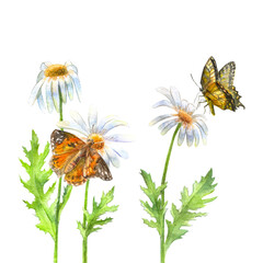Watercolor illustration of butterflies and daisies