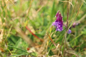 flower in the grass