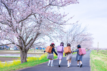 Obraz premium ランドセルを背負って楽しく登校する小学生の女の子たち