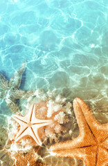 Starfish and seashells on the summer beach in sea water. Summer background. Summer time - 507048297