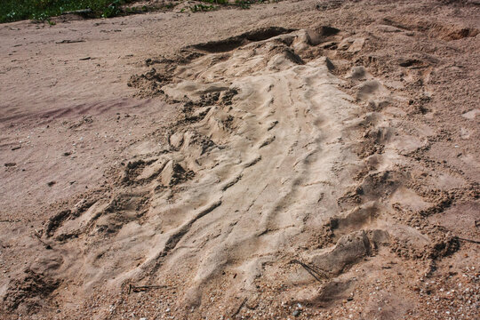 Traces de tortue Luth dans le sable sur une plage pr&egrave;s de Awala-Yalimapo en Guyane Fran&ccedil;aise au bord de l'oc&eacute;an atlantique