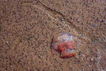 Méduse rouge échouée sur le sable sur une plage de Awala-Yalimapo en Guyane Française au bord de l'océan Atlantique