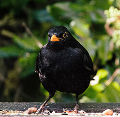 Blackbird Look