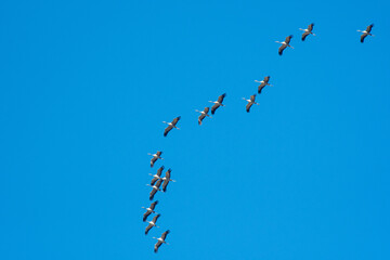 A flock of eurasian crane (Grus grus) in winter in Gallocanta