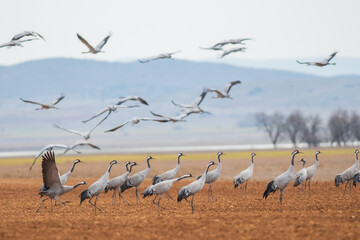 A flock of eurasian crane (Grus grus) in winter in Gallocanta