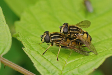 Closeup on a mating pair of dangling marsh-lover hoverflies, Helophilus pendulus, sitting on a green leaf