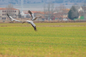 Fototapeta premium A flock of eurasian crane (Grus grus) in winter in Gallocanta
