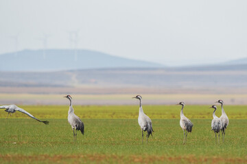 A flock of eurasian crane (Grus grus) in winter in Gallocanta