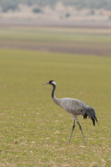 A flock of eurasian crane (Grus grus) in winter in Gallocanta