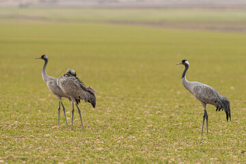 Obraz na płótnie Canvas A flock of eurasian crane (Grus grus) in winter in Gallocanta