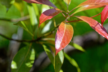 少し水滴のついている赤い葉