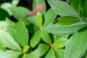 葉に止まる小さい虫