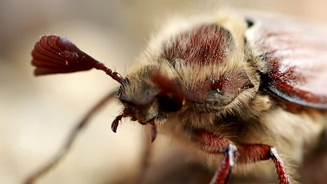 May, beetle, macro photography of beetles and insects, Crunch May close-up. High quality FullHD footage