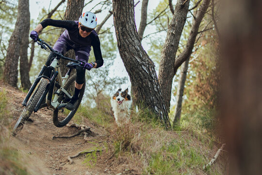 Woman mtb rider with australian shepherd dog riding mtb bike down trail in forest