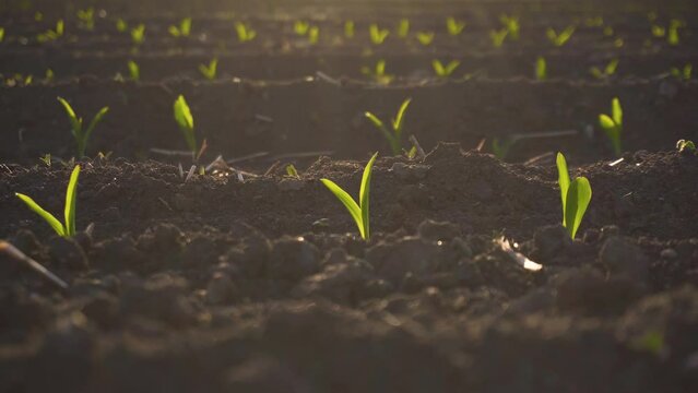 Close up of vibrant green young corn plants, seedlings on dark brown fertile, moist soil in rays of sunset. Concept of work in agronomic farm and production organic food