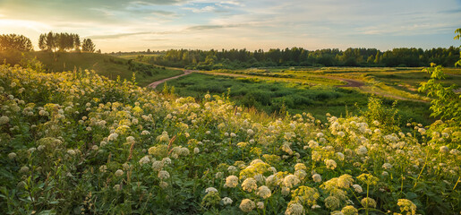 Evening landscape with green fields and hills. White umbel flowers in the foreground - obrazy, fototapety, plakaty