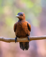 Rufous woodpecker (Micropternus brachyurus) photographed in Mumbai in Maharashtra, India